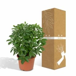 Schefflera Nora - H50cm, ø21cm - Plante D'intérieur 11 Schefflera Nora - H50cm, ø21cm - Plante D'intérieur -Terre et Verdure 25074144f3252a26
