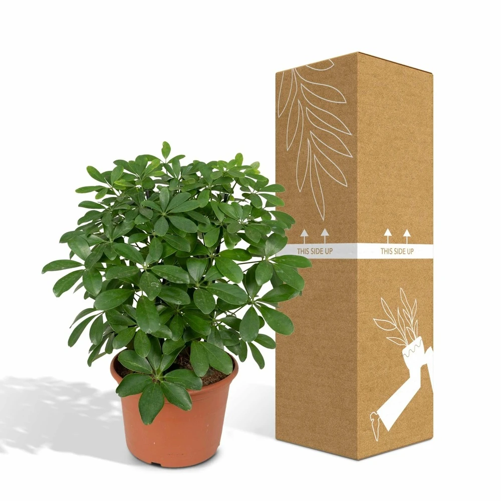 Schefflera Nora - H50cm, ø21cm - Plante D'intérieur 7 Schefflera Nora - H50cm, ø21cm - Plante D'intérieur – Image 5