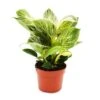 Philodendron White Wave - Ami Arbre Rayé Blanc - Pot 12cm -Terre et Verdure 252efdc7d4dd6757