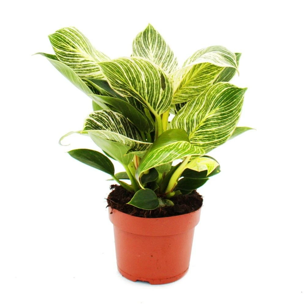 Philodendron White Wave - Ami Arbre Rayé Blanc - Pot 12cm 3 Philodendron White Wave - Ami Arbre Rayé Blanc - Pot 12cm