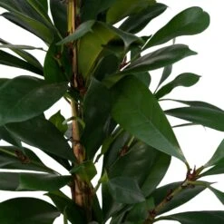 Ficus Cyathistipula - H80cm, ø21cm - Grande Plante D'intérieur 9 Ficus Cyathistipula - H80cm, ø21cm - Grande Plante D'intérieur -Terre et Verdure 25c4cbfbdb3563c1