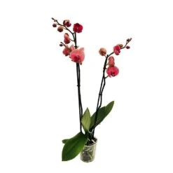 Orchidée Phalaeonopsis 2 Tiges - Pot D.12 Cm -Terre et Verdure 261303 016