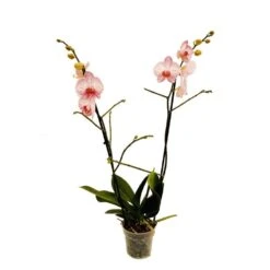 Orchidée Phalaeonopsis 2 Tiges - Pot D.12 Cm -Terre et Verdure 261303 018
