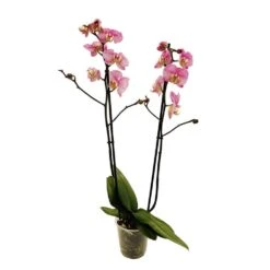 Orchidée Phalaeonopsis 2 Tiges - Pot D.12 Cm -Terre et Verdure 261303 019