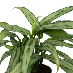Aglaonema Cutlass - H30cm, ø12cm - Plante D'intérieur 9 Aglaonema Cutlass - H30cm, ø12cm - Plante D'intérieur -Terre et Verdure 275bcd2040f8460b
