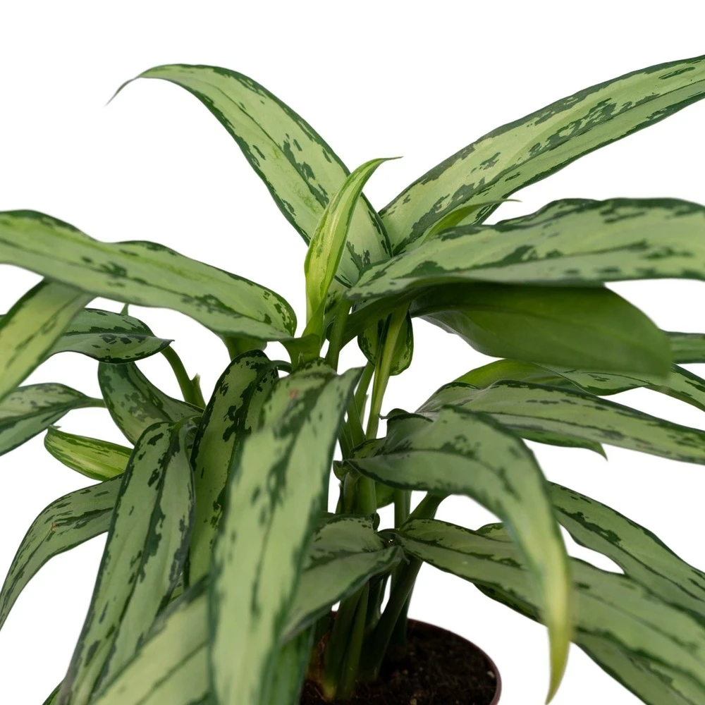 Aglaonema Cutlass - H30cm, ø12cm - Plante D'intérieur 5 Aglaonema Cutlass - H30cm, ø12cm - Plante D'intérieur – Image 3