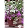 Bougainvillea : Pyramide D17cm 2 Bougainvillea : Pyramide D17cm -Terre et Verdure 277986 001