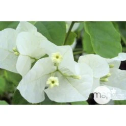 Bougainvillea : Pyramide D17cm -Terre et Verdure 277986 002