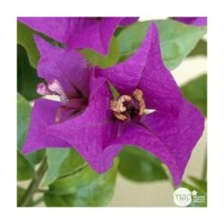 Bougainvillea : Pyramide D17cm -Terre et Verdure 277986 003