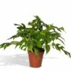 Monstera Minima - H25cm, ø15cm - Plante D'intérieur 2 Monstera Minima - H25cm, ø15cm - Plante D'intérieur -Terre et Verdure 280b535a198ee40a