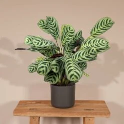 Ctenanthe Lovable - H25cm, ø14cm - Plante D'intérieur 8 Ctenanthe Lovable - H25cm, ø14cm - Plante D'intérieur -Terre et Verdure 2868b60090eddd82