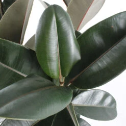 Caoutchouc : 3 Pieds Pot -Terre et Verdure 28705 002