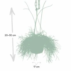 Rhipsalis Baccifera - H30cm, ø12cm - Plante D'intérieur Tombante 9 Rhipsalis Baccifera - H30cm, ø12cm - Plante D'intérieur Tombante -Terre et Verdure 293e650cb9f7254e