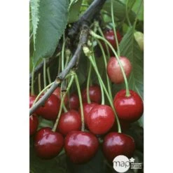 Cerisier Bigarreau Marmotte : Demi Tige Ctr 15 Litres -Terre et Verdure 29603 002