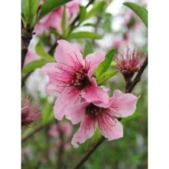 Nectarinier Nectarose : Demi Tige Ctr 15 Litres -Terre et Verdure 29612 002