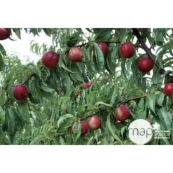 Nectarinier Nectarose : Demi Tige Ctr 15 Litres -Terre et Verdure 29612 003