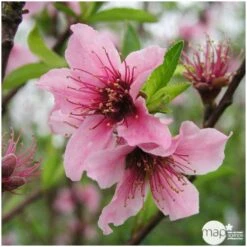 Nectarinier Nectarose : Demi Tige Ctr 15 Litres -Terre et Verdure 29612 004