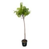 Nectarinier Nectarose : Demi Tige Ctr 15 Litres -Terre et Verdure 29612 1749382