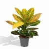 Codiaeum Petra Croton - H45cm, ø17cm - Plante D'intérieur -Terre et Verdure 2bfbfc67b3d4ac77