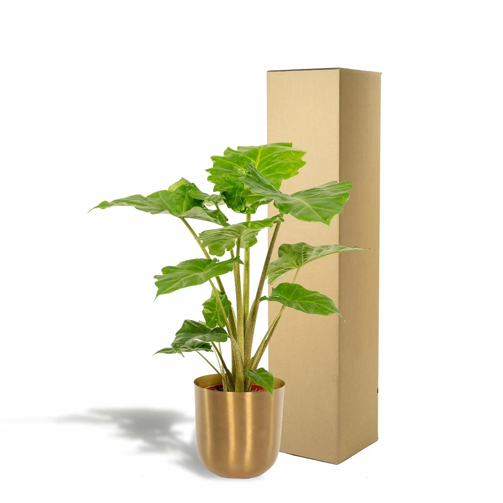 L'alocasia Portodora Et Son Cache-pot Doré - H80cm, ø21cm - Grande Plante D'intérieur 7 L'alocasia Portodora Et Son Cache-pot Doré - H80cm, ø21cm - Grande Plante D'intérieur – Image 5