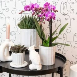 Echeveria Purpusorum - H9cm, ø6cm - Plante D'intérieur -Terre et Verdure 2c8c49de04734b25