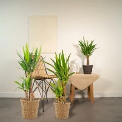 Yucca X3 - Grandes Plantes D'intérieur -Terre et Verdure 2d8207ebe2b85c22