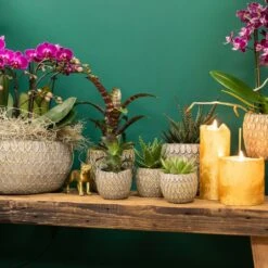 Haworthia - H11cm, ø6cm - Plante D'intérieur 8 Haworthia - H11cm, ø6cm - Plante D'intérieur -Terre et Verdure 2de74b199696d501