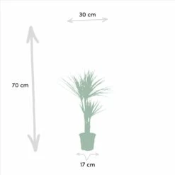 Yucca, Dracaena, Duo De Plantes - Plantes D'intérieur -Terre et Verdure 2e75aedb227abe1b