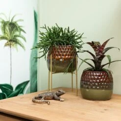 Rhipsalis Baccifera - H10cm, ø6cm - Plante D'intérieur 8 Rhipsalis Baccifera - H10cm, ø6cm - Plante D'intérieur -Terre et Verdure 2e8d3bdc2506711c