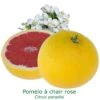 Pomelos A Chair Rose Bio Tailles:pot De 3 Litres, Hauteur 30/40 Cm -Terre et Verdure 2ed3940e2398882b