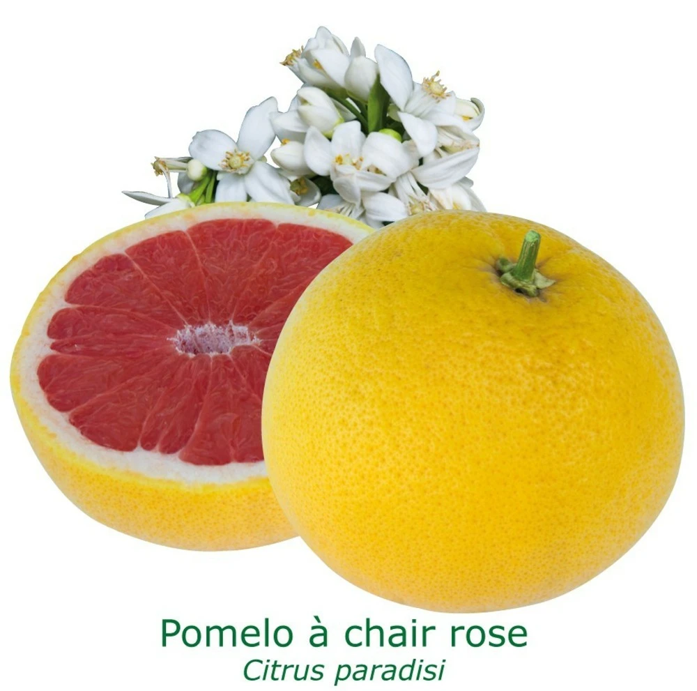 Pomelos A Chair Rose Bio Tailles:pot De 3 Litres, Hauteur 30/40 Cm 3 Pomelos A Chair Rose Bio Tailles:pot De 3 Litres, Hauteur 30/40 Cm