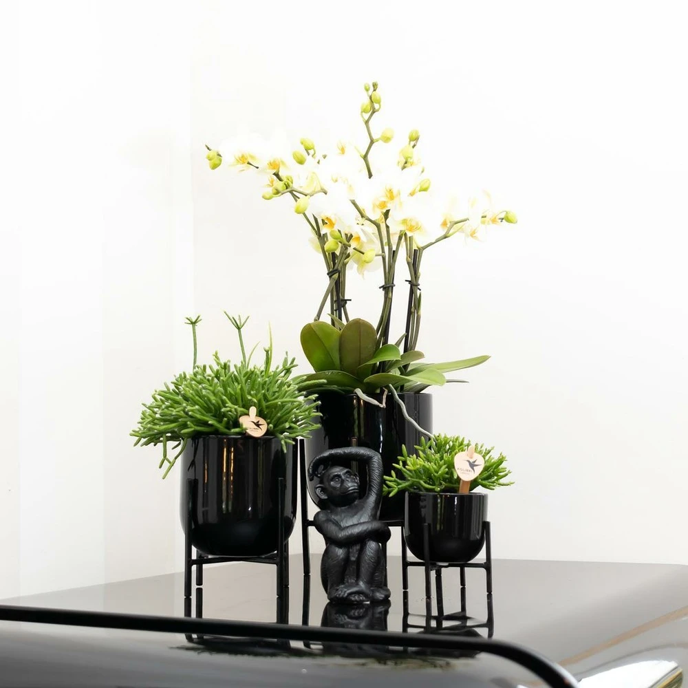 Rhipsalis Baccifera - H10cm, ø6cm - Plante D'intérieur 5 Rhipsalis Baccifera - H10cm, ø6cm - Plante D'intérieur – Image 3