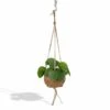 Kokodama Pilea Peperomiodes - H20cm, ø15cm - Plante D'intérieur Tombante -Terre et Verdure 30e4eae6cbebdcea