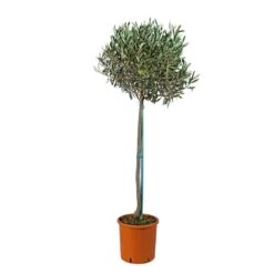 Olivier, Olea Europeae : H100 Cm Tige Pot D20cm -Terre et Verdure 316246 001