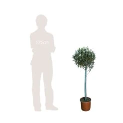 Olivier, Olea Europeae : H100 Cm Tige Pot D20cm -Terre et Verdure 316246 002