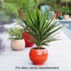 Yucca Jewel : H 80/105 Cm Pot Décoratif 25 Cm -Terre et Verdure 316260 001