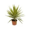 Yucca Jewel : H 80/105 Cm Pot Décoratif 25 Cm -Terre et Verdure 316260 002