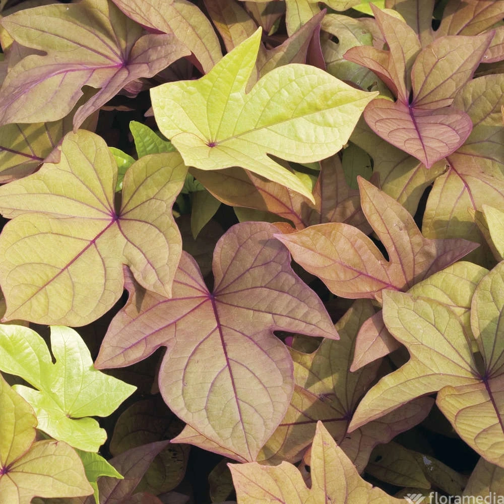 Ipomée : Plateau De 6 Plants En Godets Ø 8 Cm 7 Ipomée : Plateau De 6 Plants En Godets Ø 8 Cm – Image 5