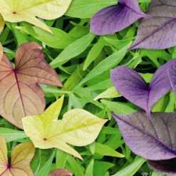 Ipomée : Plateau De 6 Plants En Godets Ø 8 Cm 10 Ipomée : Plateau De 6 Plants En Godets Ø 8 Cm -Terre et Verdure 318186 009