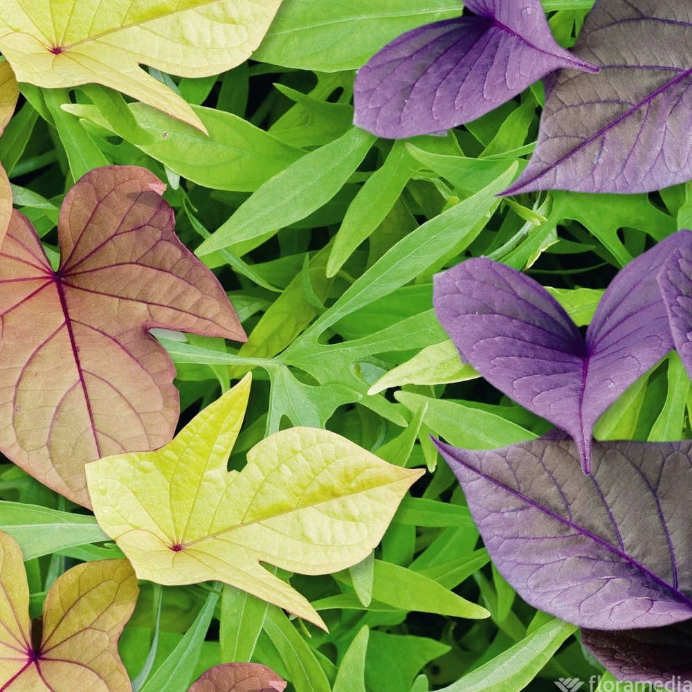 Ipomée : Plateau De 6 Plants En Godets Ø 8 Cm 4 Ipomée : Plateau De 6 Plants En Godets Ø 8 Cm – Image 2