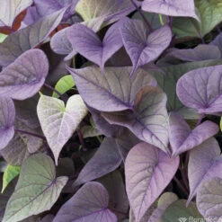 Ipomée : Plateau De 6 Plants En Godets Ø 8 Cm 11 Ipomée : Plateau De 6 Plants En Godets Ø 8 Cm -Terre et Verdure 318186 010