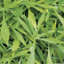 Ipomée : Plateau De 6 Plants En Godets Ø 8 Cm 12 Ipomée : Plateau De 6 Plants En Godets Ø 8 Cm -Terre et Verdure 318186 011