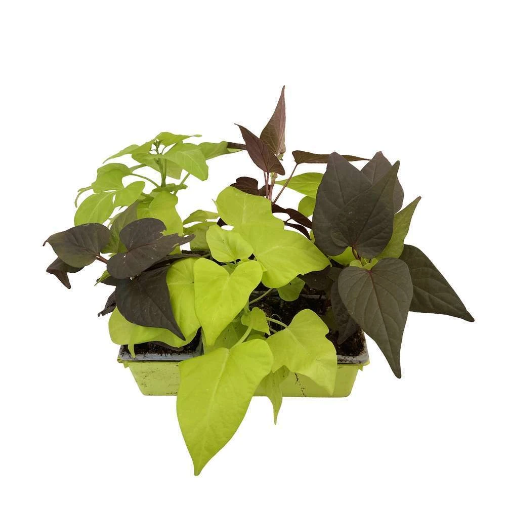 Ipomée : Plateau De 6 Plants En Godets Ø 8 Cm 9 Ipomée : Plateau De 6 Plants En Godets Ø 8 Cm – Image 7