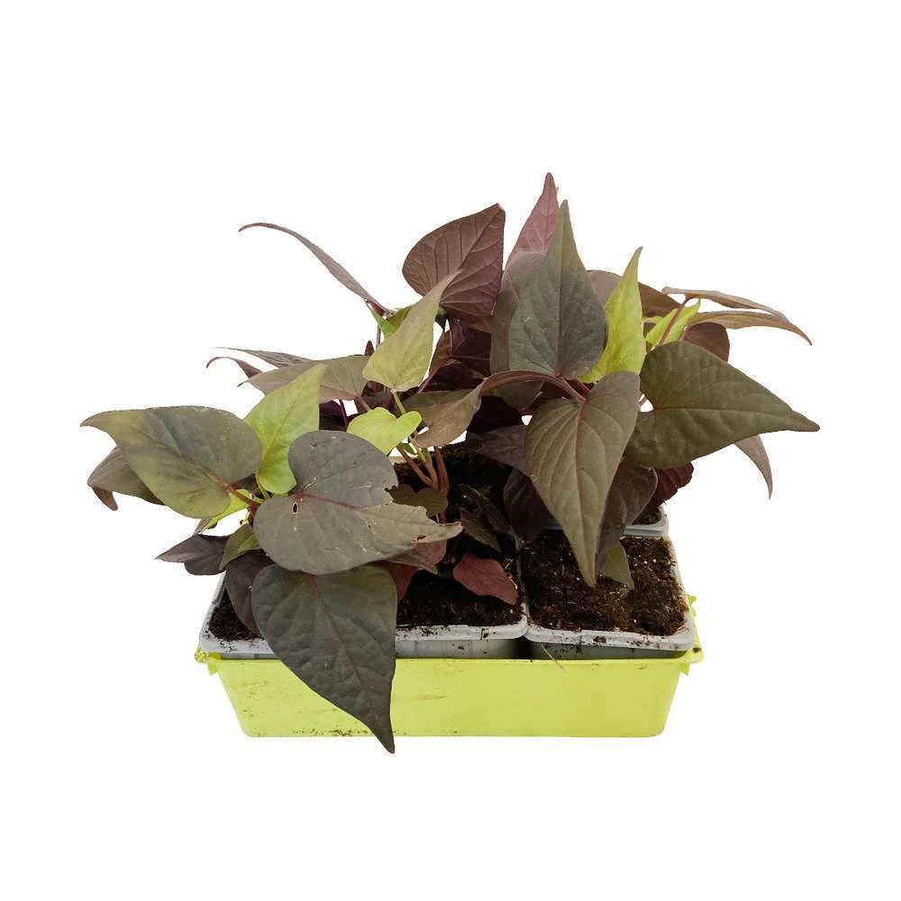 Ipomée : Plateau De 6 Plants En Godets Ø 8 Cm 3 Ipomée : Plateau De 6 Plants En Godets Ø 8 Cm