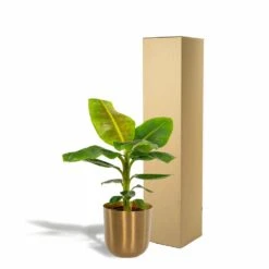Bananier Nain Cavendish Et Son Cache-pot Doré - H90cm, ø21cm - Grande Plante D'intérieur 11 Bananier Nain Cavendish Et Son Cache-pot Doré - H90cm, ø21cm - Grande Plante D'intérieur -Terre et Verdure 323bc417e6a22b8b