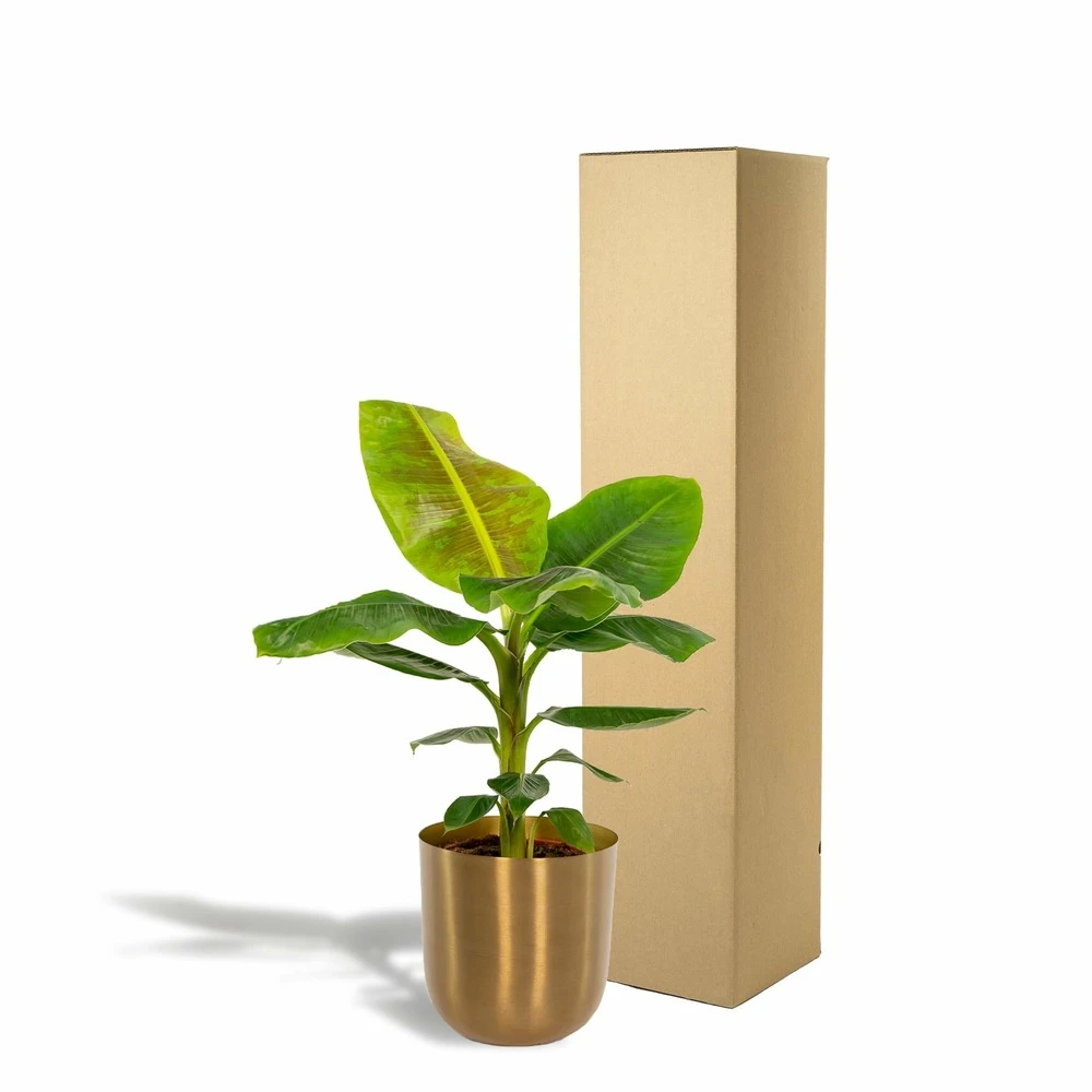 Bananier Nain Cavendish Et Son Cache-pot Doré - H90cm, ø21cm - Grande Plante D'intérieur 7 Bananier Nain Cavendish Et Son Cache-pot Doré - H90cm, ø21cm - Grande Plante D'intérieur – Image 5