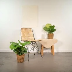 Calathea Orbifolia Duo - Plantes D'intérieur -Terre et Verdure 323dddbbf6665bdf