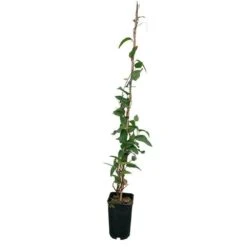 Hardenbergia Violacea - Hardenbergia Violacea 3l -Terre et Verdure 32a35dfbf103dba4