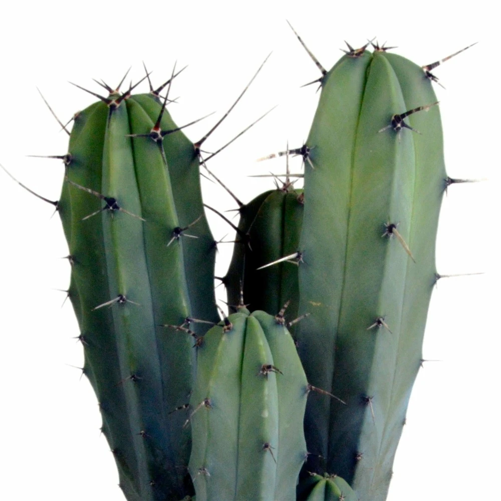 Myrtillocactus - H40cm, ø17cm - Plante D'intérieur Facile D'entretien 6 Myrtillocactus - H40cm, ø17cm - Plante D'intérieur Facile D'entretien – Image 4