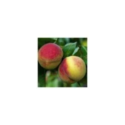 Pêcher Charles Ingouf : ½ Tige, 4-5 Ans, H 170-180 Cm -Terre et Verdure 335750 002 1